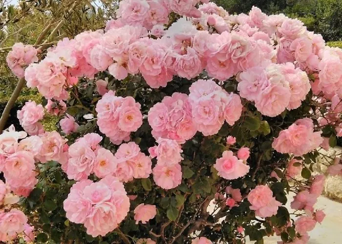 Davor Апартаменты Сали