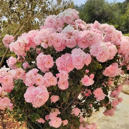 Davor Apartment Sali